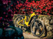 Himiway A7 Pro City eBike| Best Electric Commuter Bike for Sale